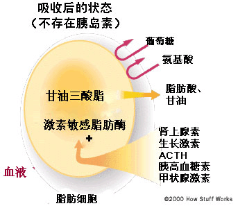 随后,人体可以直接分解脂肪酸并获取能量,也可以使用